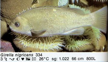 Girella nigricans